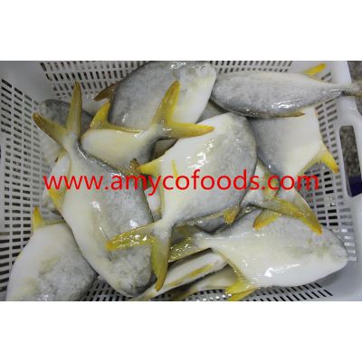 Frozen golden pompano/pomfret WR